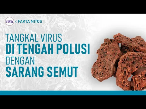Cegah Penyakit Dengan Rebusan Sarang Semut, Ini Cara Olahnya