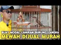 Download Lagu BUAT MODAL LAHIRAN !!! BURUNG LANGKA MEWAH DIJUAL MURAH DI KIOS MANTO PASAR BURUNG PRAMUKA HARI INI