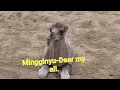 Download Lagu Mingginyu-Dear my all.  rus sub