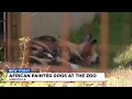 GVL New Zoo Animals