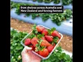 Ex-farm supervisor charged over Australia strawberry sabotage
