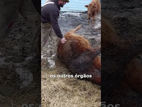 🐄 Soltando 🔥?