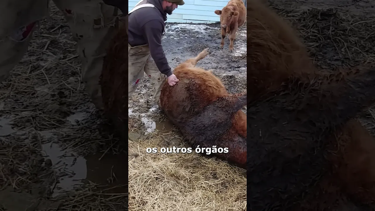 🐄 Soltando 🔥?