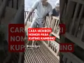 Download Lagu cara menindik kuping kambing Untuk di beri nomor #farm #shaunthesheep #domba