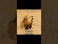 Lagu The roars of the mapogo brothers🏴‍☠️⚔️|king roar| #king #lion #animalsounds #roar #natural #viral