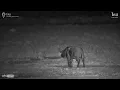 Download Lagu Buffalo Strolls Past Crocs for the Best Scratch Ever