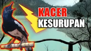 Download Masteran Kacer Kesurupan Jenggot Lokal Full Nembak MP3