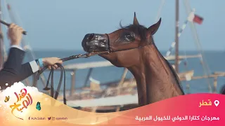   هذا الصباح   قطر   مهرجان كتارا الدولي للخيول العربية دندنها