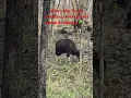 Download Lagu I Spent a Day with the Jungle King Who Lives with Tigers