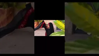 تراثيات من بلدي فلكلور فلسطيني ميلي ميلي يا شجرة السريس 