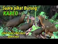 Download Lagu ⭕jangan coba coba dibunyikan sebelum buat sanggongan||suara pikat burung kareo//taringgoakoa
