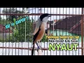 Download Lagu burung cendet gacor BONGKAR ISIAN JITU buat PANCINGAN CENDET AGAR BUNYI jadikan BURUNG PENTET GACOR