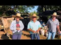 Download Lagu CARNENANDO PORCO NILO DE 80 KILOS DO JEITO TRADICIONAL DA ROÇA