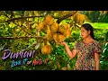 Download Lagu Durian, koning van fruit. Ze maakt de koning van desserts van Durians