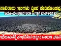 Download Lagu ಸಾವಿರಾರು ಇಲಿಗಳು ದ್ವೀಪ ಸೇರಿಕೊಂಡವು! ಮುಂದೆ ಜಗತ್ತೇ ದಂಗಾಯಿತು Thousands of Rats Were Left Alone on Island