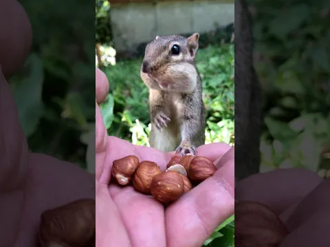 Baby Squishy wants to wish a Happy Birthday to Thania #shorts #babysquishy #chipmunks #birthday