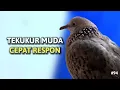 Download Lagu Tekukur Muda Cepat Respon | Tekukur Bisu Putarkan Suara Ini