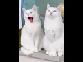 Download Lagu Dua kucing putih ini memiliki mata yang unik Biru dan kuning 😱#viral #fyp #video #subscribe MP3