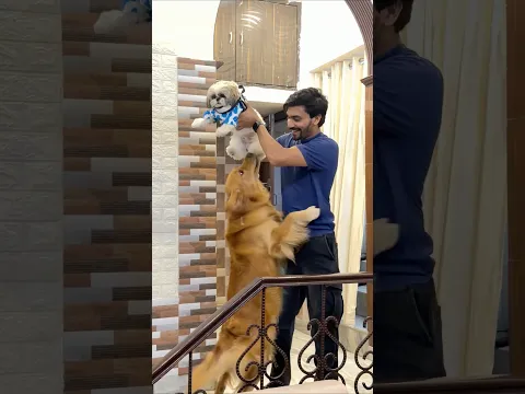 New Puppy Agya😍 #shorts | Anant Rastogi
