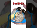 Download Lagu Sad Hamster Happy Ending