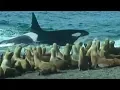 Download Killer Whales vs Sea Lions | Attenborough: Trials of Life | BBC Earth mp4 3gp mp3 videos - waplic