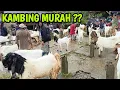 UPDATE HARI INI HARGA KAMBING TERBARU DI PASAR DONGKO TRENGGALEK JATIM ‼️@HargaTernak 