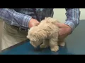 Rochester Hope for Pets receives funding to help families