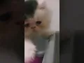 Download Lagu dung tek tek dung tek #shorts #cat #kucing #viral #viralshorts #trendingshorts #reels #tiktok