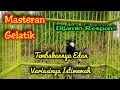 Download Lagu Masteran gelatik batu gacor terbaik dan termewah