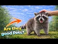 Raccoons as Pets Is A Racoon a good Pet