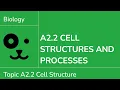 A2 2 Cell Structures and Processes IB Biology