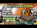 Download Lagu Masteran Terbaik untuk semua burung lomba. #masteranmuraibatu #masterancakijo #masterankacer