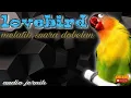 Download Lagu LOVE BIRD jantan konset 24 JAM merangsang SUARA DOBELAN - audio jernih