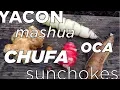 Download Lagu Harvesting Yacon, Oca, Mashua, Sunchokes, Chufa and Air Potato