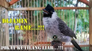 Download DIJAMIN RAME...!!! SUARA Pikat Kutilang LIAR | COCOK Untuk Pemasteran Kutilang Males Bunyi Dan MACET MP3