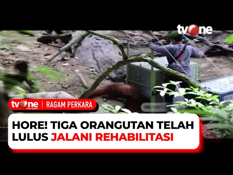BKSDA Lepas Liarkan 3 Orang Utan ke Habitatnya