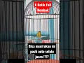 Download Lagu Tembakan Pleci MANTENAN WIRIT WIRIT WIT WIT Panjang
