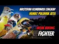 Download Lagu Masteran Untu Burung Fighter Full Tembakan Lengkap