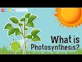 What is Photosynthesis