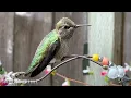 Escape Into a Peaceful Rainy Forest 🌧️ Gentle Birds & Nature Sounds to Calm the Mind and Soul 🍃