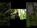 Download Lagu Borneo Birds : Rangkong gading  (Rhinoplax vigil) #shortvideo #trendingshorts