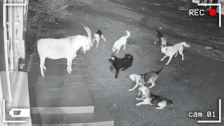 لقطات غريبة صورتها كاميرات المراقبة يجب عليك مشاهدتها لا يصدق 