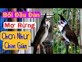 Lagu Vip. Mơ Rừng Cực Hiếm Bổi Đầu Đàn Cầu Cánh Mỏ Như Chim Giàn / Bổi Nết Quá Hay 16/12