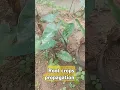 Download Lagu Root Crops propagation