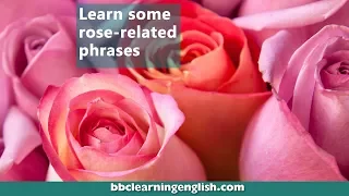 Learn some rose-related phrases
