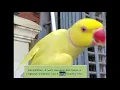 This is what you need to know if you buy a Ringneck Parakeet