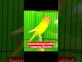 Download Lagu Semua Lovebird Langsung Ngekek Dengar Suara Lovebird GACOR Ini.👍🏻👍🏻