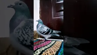 الآن ملك الهاوي الايراني میثم خزنی من عبادان من حمام الهاوي السعودي منصور الدعسري 