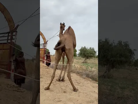 يحاولونَ إدخالَ ناقةٍ قويةٍ إلى العربةِ، لكنها ترفضُ الصعودَ وتُظهرُ انزعاجَها 🐪😅�