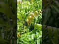 Download Lagu Masak sayur kelakai khas Dayak || Part 1